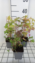 Planten Monarda didyma   pot 9x9 cm (Bergamot)  