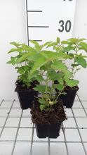 Planten Monarda 'Elsie's Lavender'   pot 9x9 cm