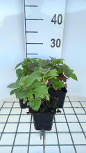 Planten Monarda 'Fireball'   pot 9x9 cm