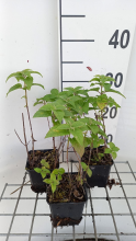Planten Monarda 'Fishes'   pot 9x9 cm