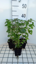 Planten Monarda 'Marshall's Delight'   pot 9x9 cm  