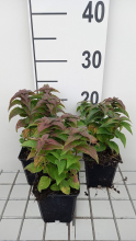 Planten Monarda 'Acpetdel' (Petite Delight)   pot 9x9 cm
