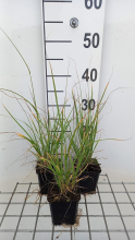 Planten Muhlenbergia rigens   pot 9x9 cm