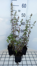 Planten Nepeta cataria 'Citriodora'   pot 9x9 cm  