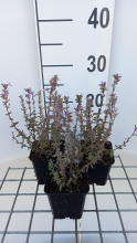 Planten Nepeta x faassenii 'Publu' (Purrsian Blue)   pot 9x9 cm  