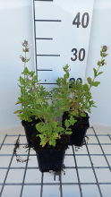 Planten Nepeta grandiflora 'Dawn to Dusk'   pot 9x9 cm  