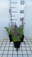 Planten Nepeta racemosa 'Grog'   pot 9x9 cm (Kattekruid)  