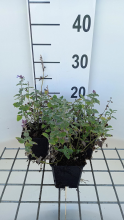 Planten Nepeta racemosa 'Superba'   pot 9x9 cm  