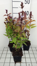 Planten Nepeta subsessilis 'Laufen'   pot 9x9 cm