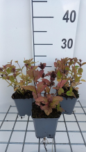 Planten Nepeta subsessilis 'Sweet Dreams'   pot 9x9 cm