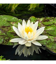 Planten Nymphaea 'Lemon Mist'   pot 11x11 cm