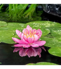 Planten Nymphaea 'Mayla'   pot 11x11 cm
