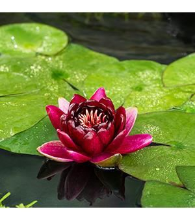 Planten Nymphaea 'Black Princess'   pot 11x11 cm