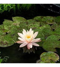 Planten Nymphaea 'Mangkala Ubol'   pot 11x11 cm