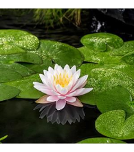 Planten Nymphaea 'Ray Davies'   pot 11x11 cm