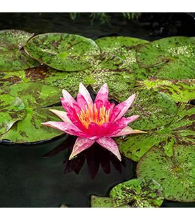 Planten Nymphaea 'Red Spider'   pot 11x11 cm