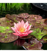 Planten Nymphaea 'Wanvisa'   pot 11x11 cm