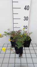 Planten Oenothera 'African Sun'   pot 9x9 cm