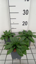 Planten Oenothera fruticosa 'Sonnenwende'   pot 9x9 cm