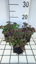 Planten Origanum laevigatum 'Herrenhausen'   pot 9x9 cm  