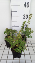 Planten Origanum vulgare 'Hot Spicy'   pot 9x9 cm (Marjolein 'Hot & Spicy')