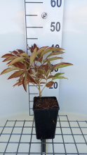 Planten Paeonia 'Immaculée'   pot 1L