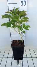 Planten Paeonia 'Jan van Leeuwen'   pot 1L
