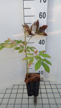 Planten Paeonia 'Mme Calot'   pot 1L