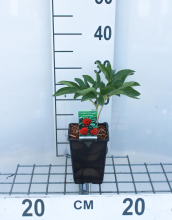 Planten Paeonia officinalis 'Rosea Plena'   pot 1L