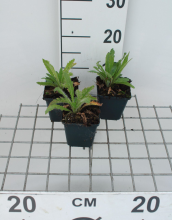 Planten Papaver orientale 'Royal Wedding'   pot 9x9 cm  