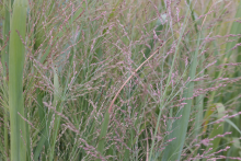 Planten Panicum virgatum 'Cloud Nine'   pot 9x9 cm  