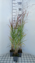 Planten Panicum virgatum 'Hänse Herms'   pot 9x9 cm