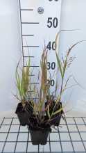 Planten Panicum virgatum 'Strictum'   pot 9x9 cm  