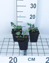 Planten Persicaria amplexicaulis 'Amethyst Summer'   pot 9x9 cm