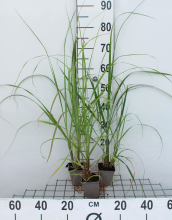 Planten Pennisetum alopecuroides 'Black Beauty'   pot 9x9 cm  