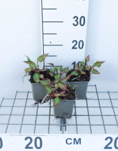 Planten Persicaria amplexicaulis 'JS Calor'   pot 9x9 cm  