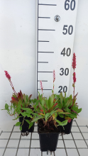 Planten Persicaria aff. 'Dimity'   pot 9x9 cm
