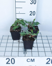 Planten Persicaria amplexicaulis 'Fat Domino'   pot 9x9 cm