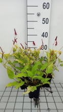 Planten Persicaria amplexicaulis 'Golden Arrow'   pot 9x9 cm  