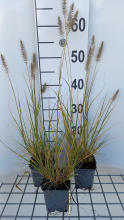 Planten Pennisetum alopecuroides 'Goldstrich'   pot 9x9 cm