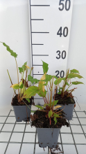 Planten Persicaria amplexicaulis 'Lisan'   pot 9x9 cm  