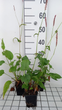Planten Persicaria amplexicaulis 'Rowden Gem'   pot 9x9 cm  
