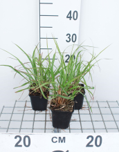 Planten Pennisetum alopecuroides 'Red Head'   pot 9x9 cm