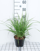 Planten Pennisetum alopecuroides 'Red Head'   pot 3L