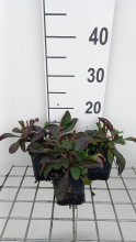 Planten Penstemon 'Dark Towers'   pot 9x9 cm  