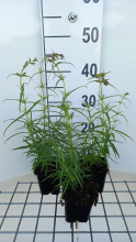 Planten Penstemon 'Evelyn'   pot 9x9 cm  