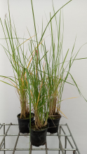 Planten Pennisetum macrourum   pot 9x9 cm  