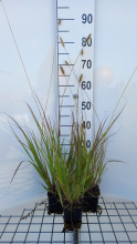 Planten Pennisetum thunbergii 'Red Bunny Tails'   pot 9x9 cm