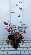 Planten Persicaria microcephala 'Red Dragon'   pot 9x9 cm