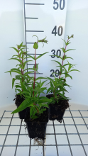 Planten Penstemon 'Rich Ruby'   pot 9x9 cm